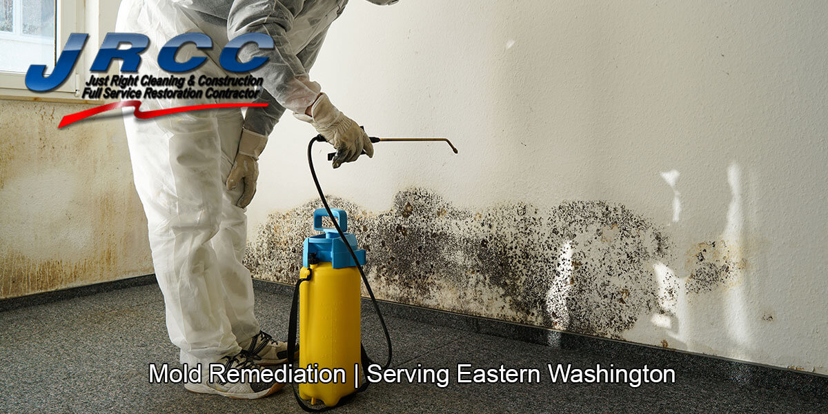  Black mold removal in Fairview, WA