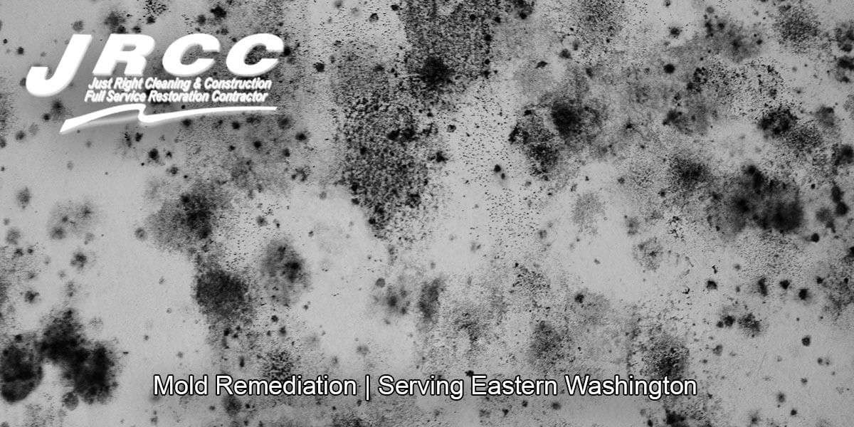  Black mold remediation in Dryden, WA