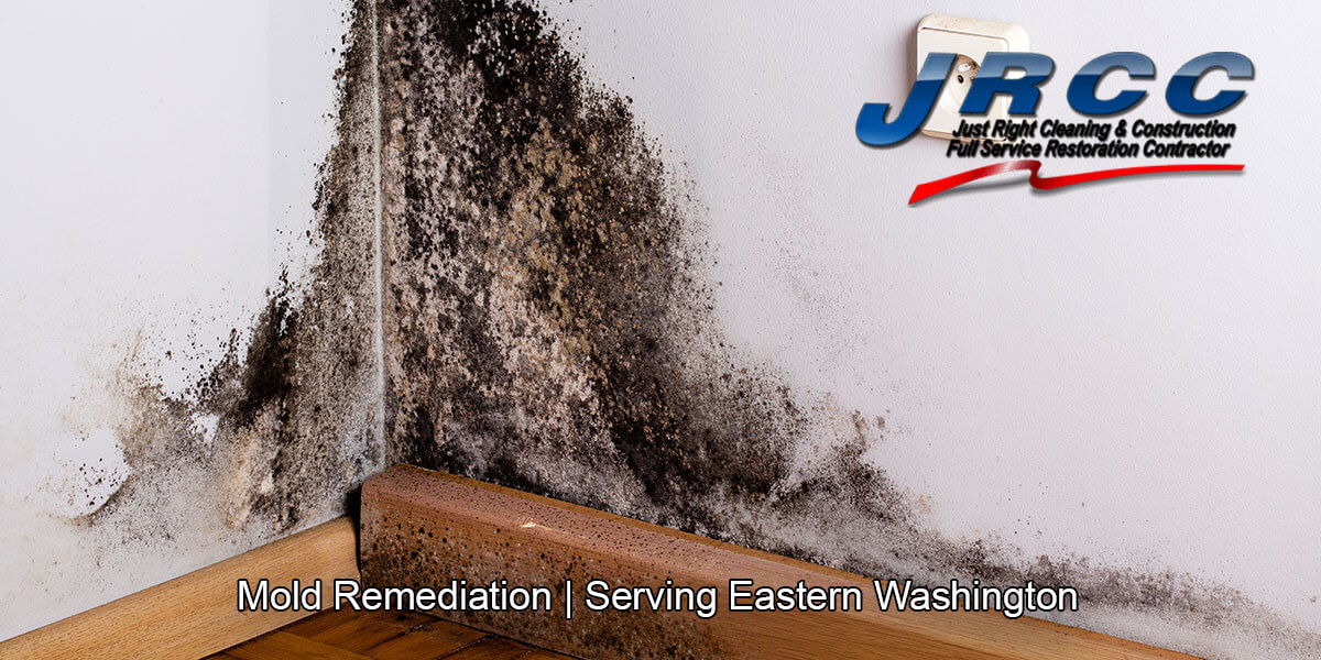  Black mold inspections in Hollywood Beach, WA
