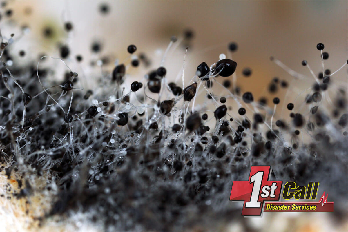   Mold Removal in Crestview, KY