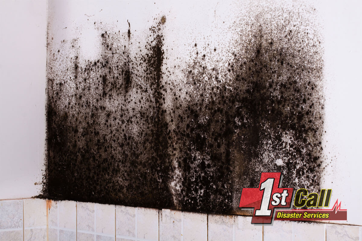   Mold Mitigation in Southgate, KY