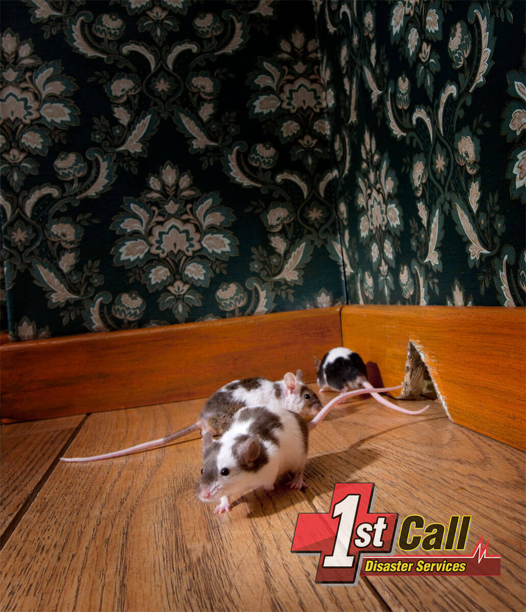   animal damage cleanup in Crittenden, KY