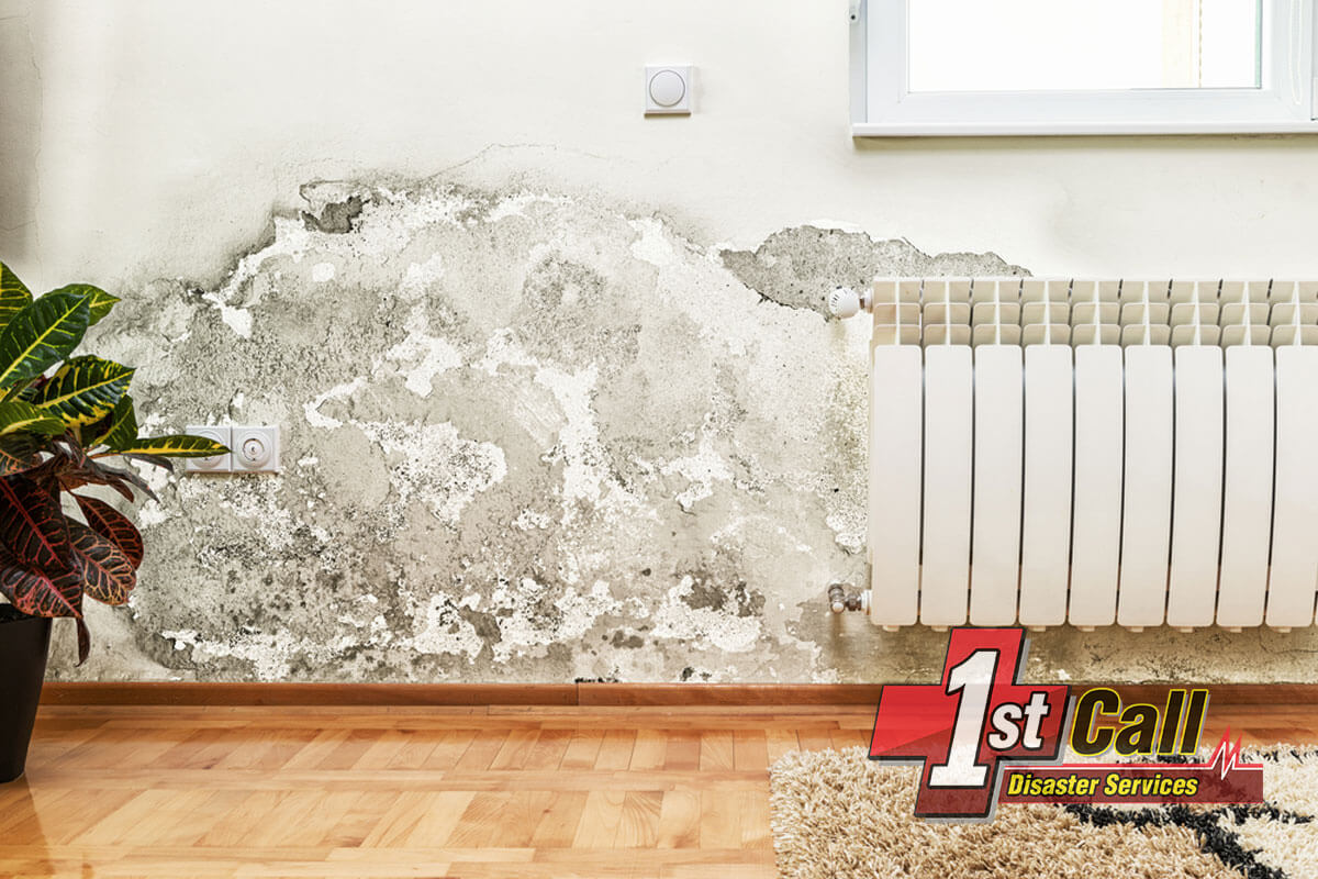   Mold Abatement in Elsmere, KY