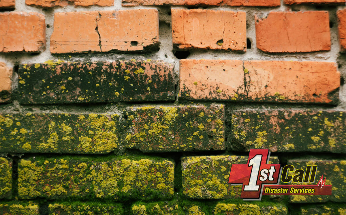   Mold Abatement in Bromley, KY