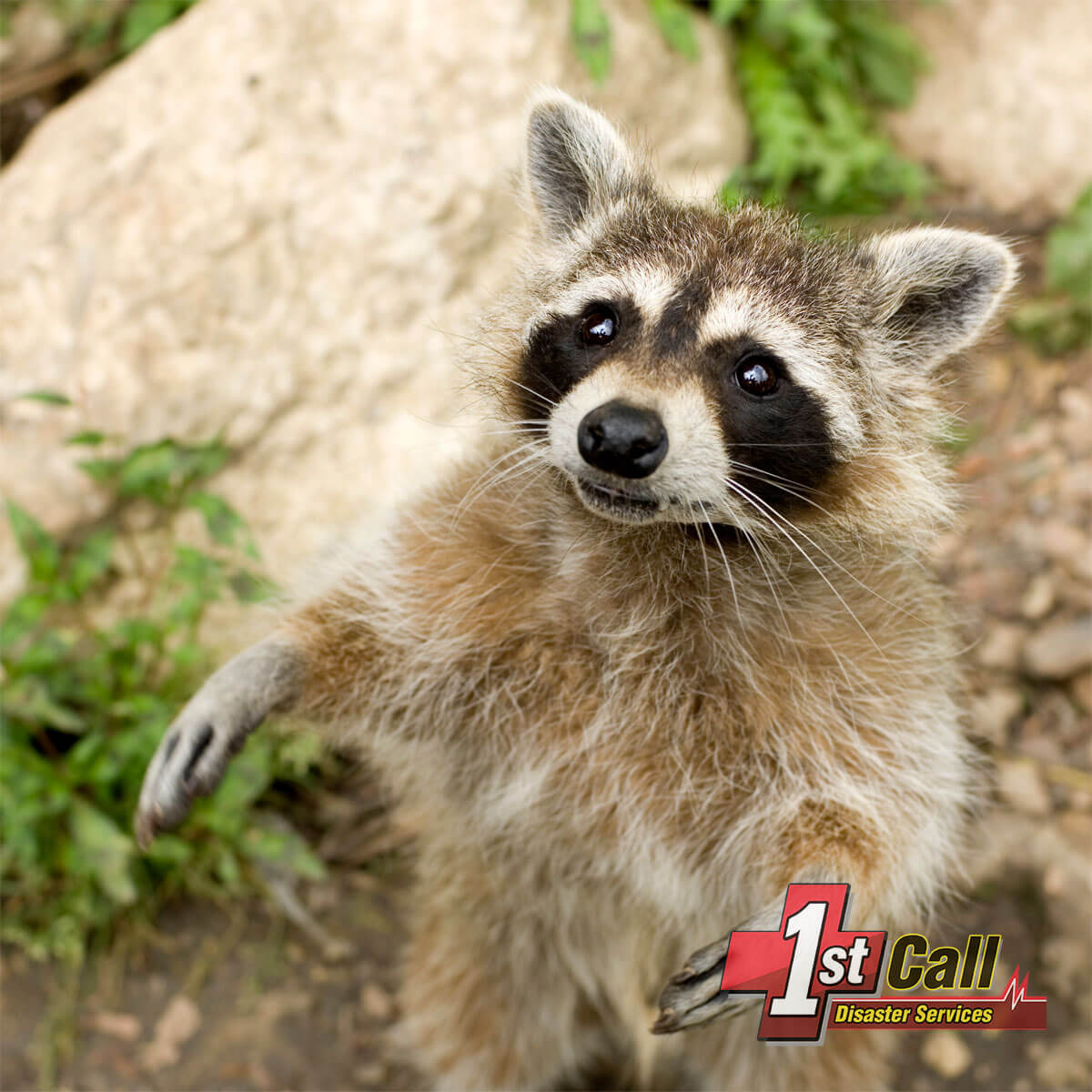   raccoon damage restoration in Ludlow, KY