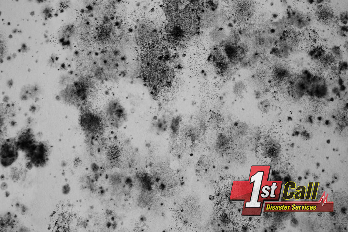   Mold Remediation in Crescent Springs, KY