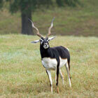 wildlife park in Jacksonville, TX