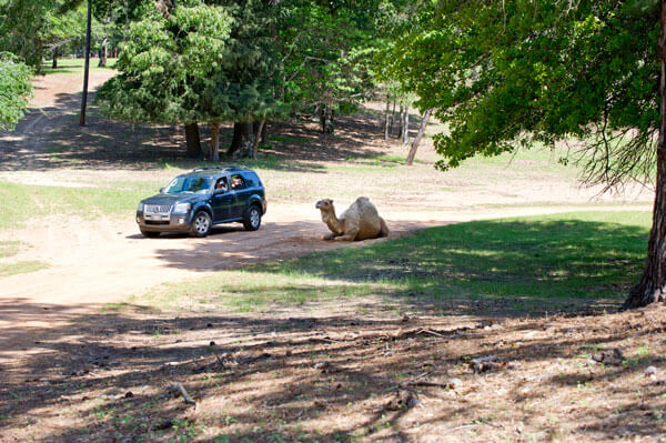 drive-thru safari in Jacksonville, TX