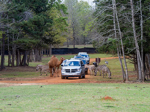 wild animal park in Jacksonville, TX