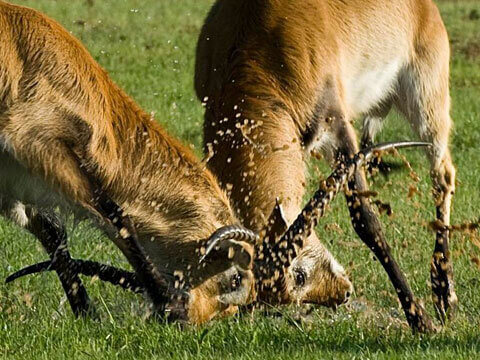 wildlife park in Jacksonville, TX