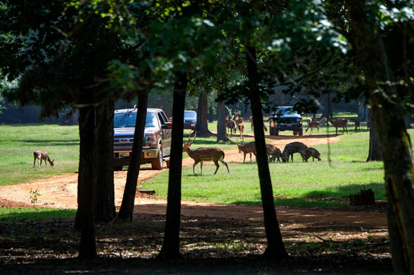 Cherokee Trace Drive-Thru Safari in Jacksonville, TX