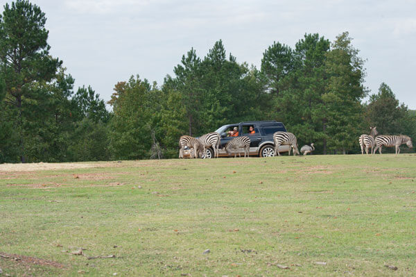 Cherokee Trave Drive-Thru Safari in Jacksonville, TX