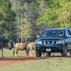 drive-thru safari in Jacksonville, TX