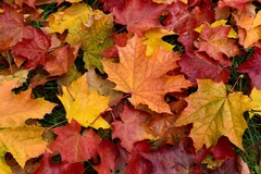Fall Updates: