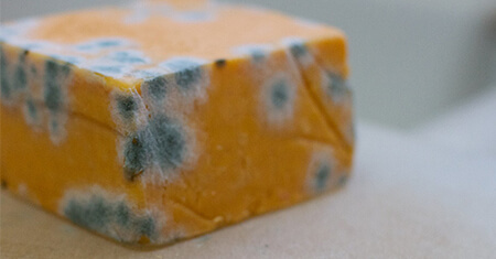 mold on cheese