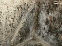 Mold Remediation in Vantage