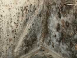 Mold Remediation in Harrah