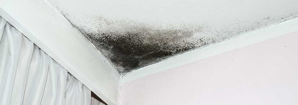 Black mold removal in Eastern Washington