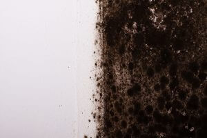 Mold Removal in Washington