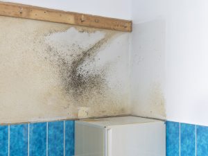 Mold Remediation in Washington