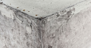 Is Mold on the Exterior of Your Home a Cause for Concern?