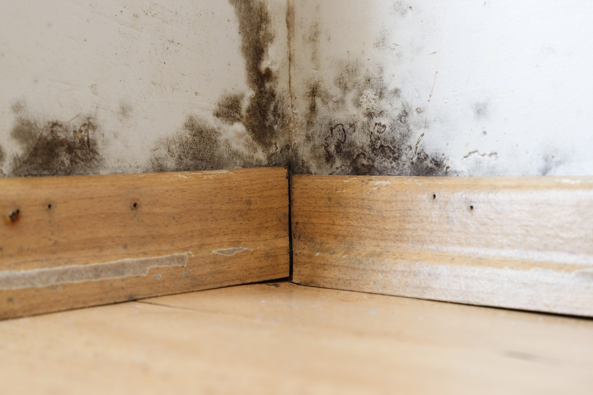 Mold Restoration: Preventive Measures and Remediation Techniques