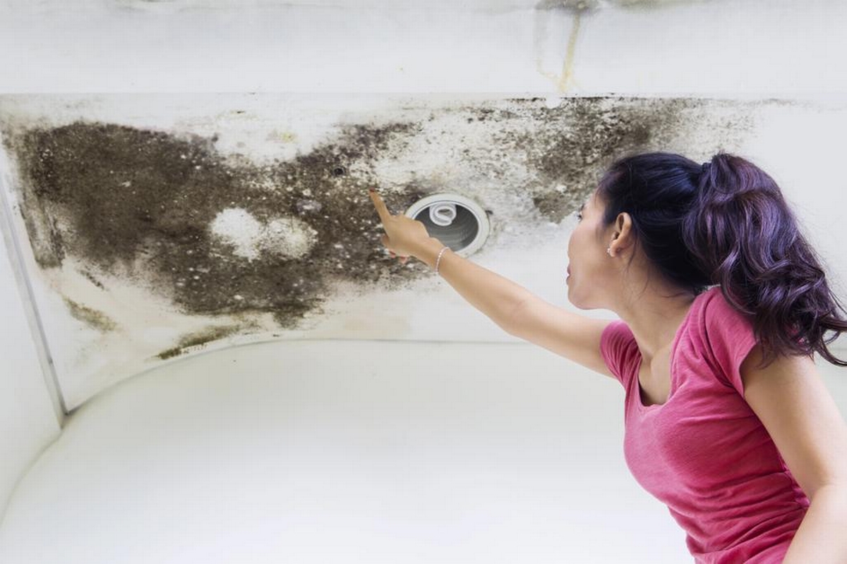 Understanding and Preventing Mold Growth The New Normal of Home