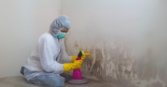 Health Impacts of Mold Damage and Restoration Solutions