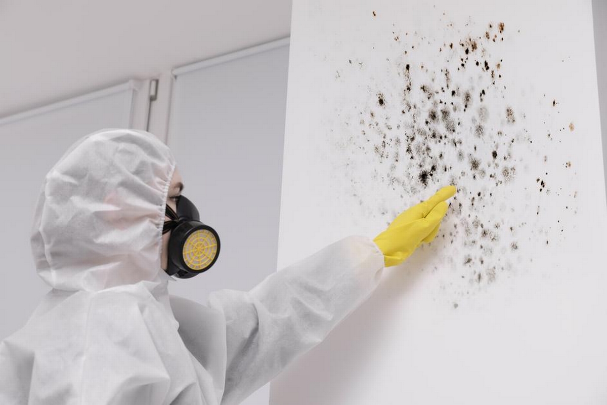 Comparing Mold Remediation Methods: Which Approach Is Best for Your Home?