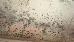 The Top 7 Hidden Signs of Mold that Could Be Lurking in Your Home