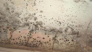 The Top 7 Hidden Signs of Mold that Could Be Lurking in Your Home