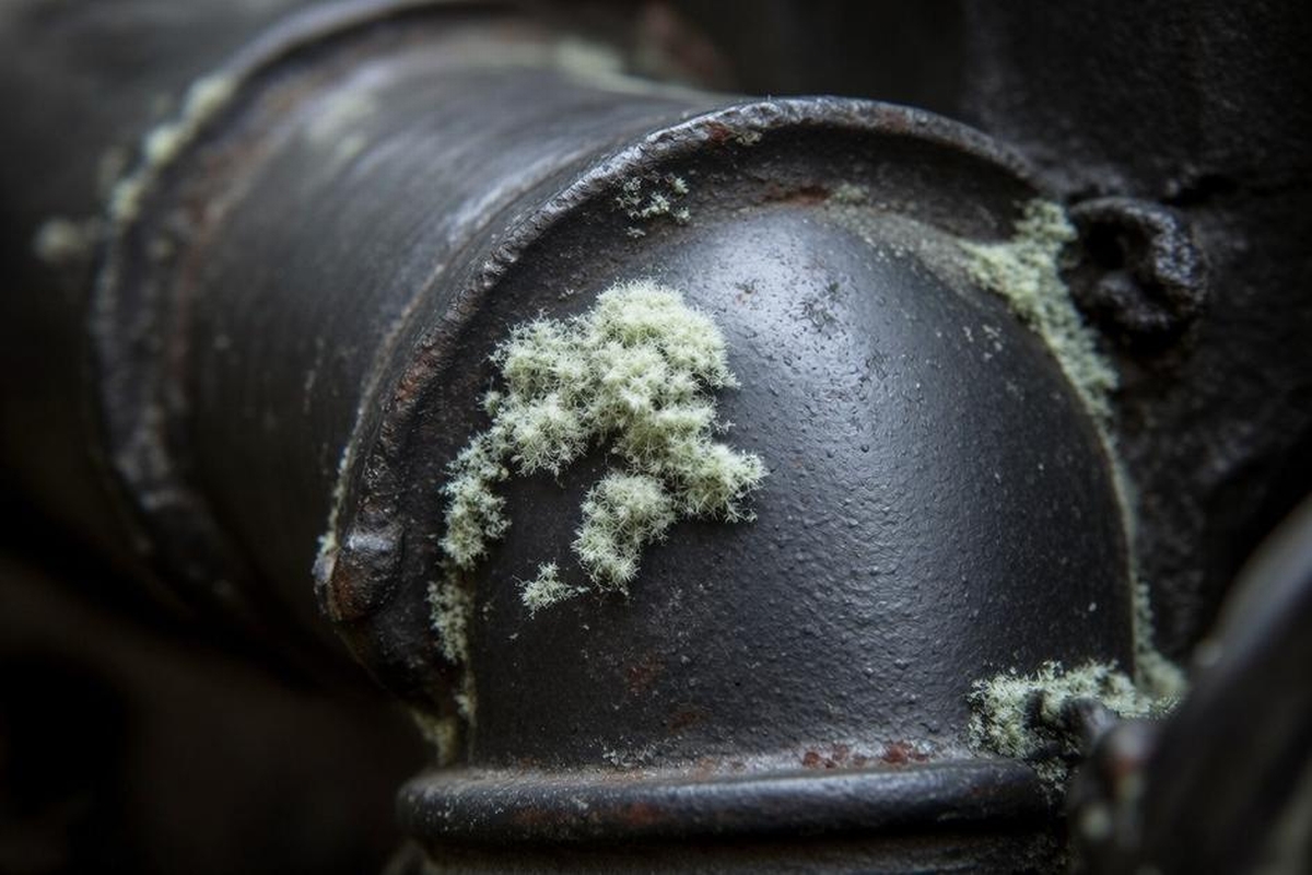 Mold on Metal: Can It Grow on Metal and Other Mold and Metal Facts