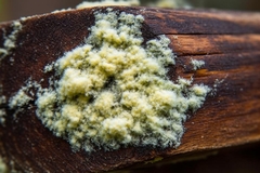 Yellow Mold on Wood: What It Looks Like and How to Remove It