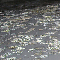 Bacteria-infested Floors