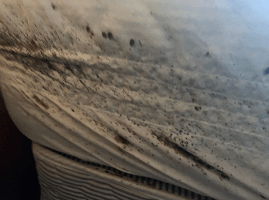 Bed Bug Infestation