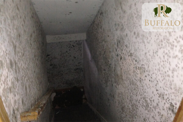 Mold Throughout Basement and Stairway