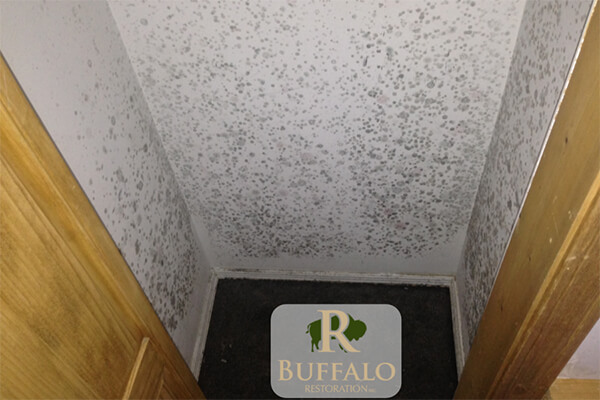 Mold in Close