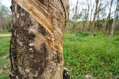Where Is Rubber Manufactured Around the World?
