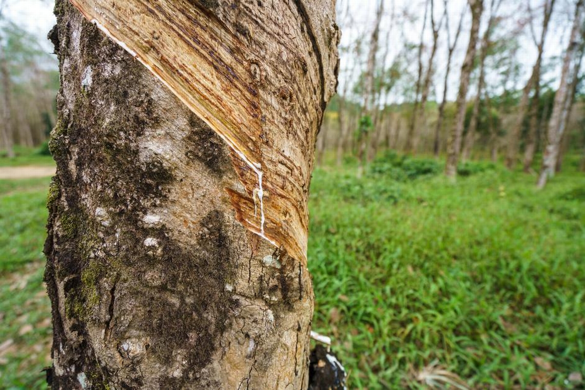 Where Is Rubber Manufactured Around the World?