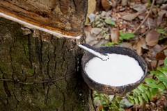 Natural Color of Rubber and Why It Changes During Processing