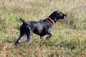 Grouse Points Midnight Ranger