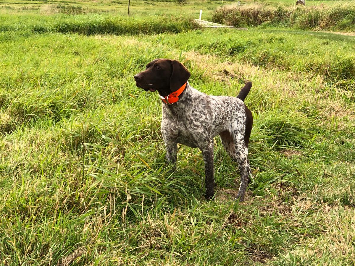 Grouse Points October Lily