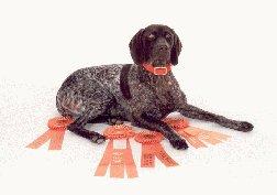 How to Decide If a German Shorthaired Pointer Is Right for You — Winifred  Wiggles