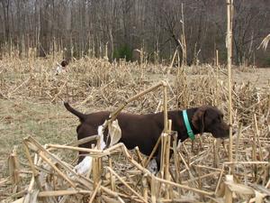 A84179E4-e_her_litter_007.jpg