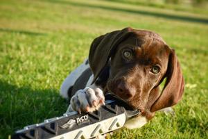 C31D574D-air_bird_dogs_12.jpg