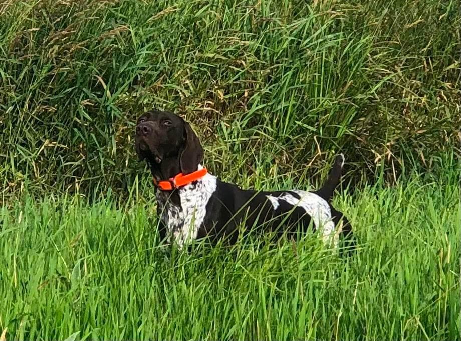 Buck 