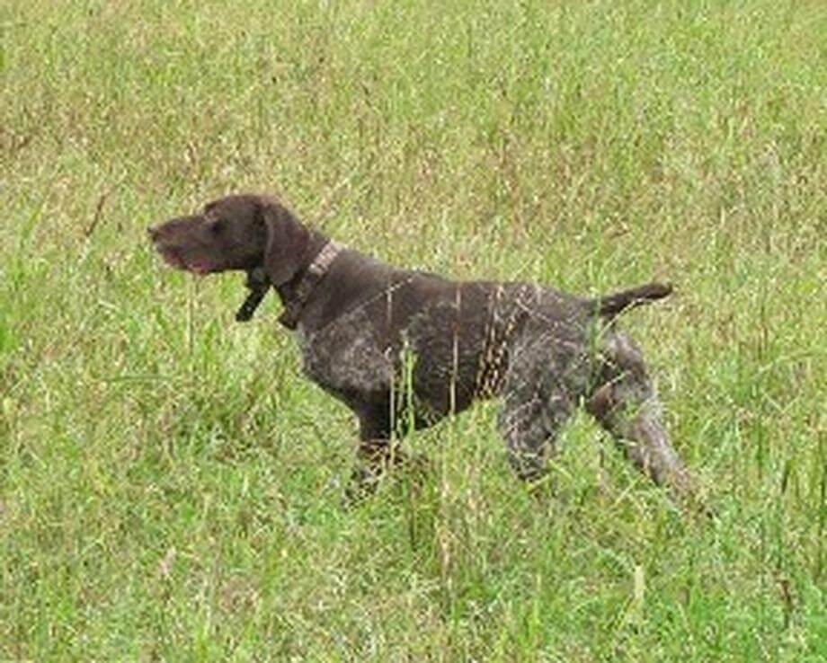 Otto 
