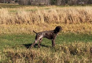Gunny 