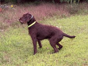 VC Iron Rod Riggs Marsh