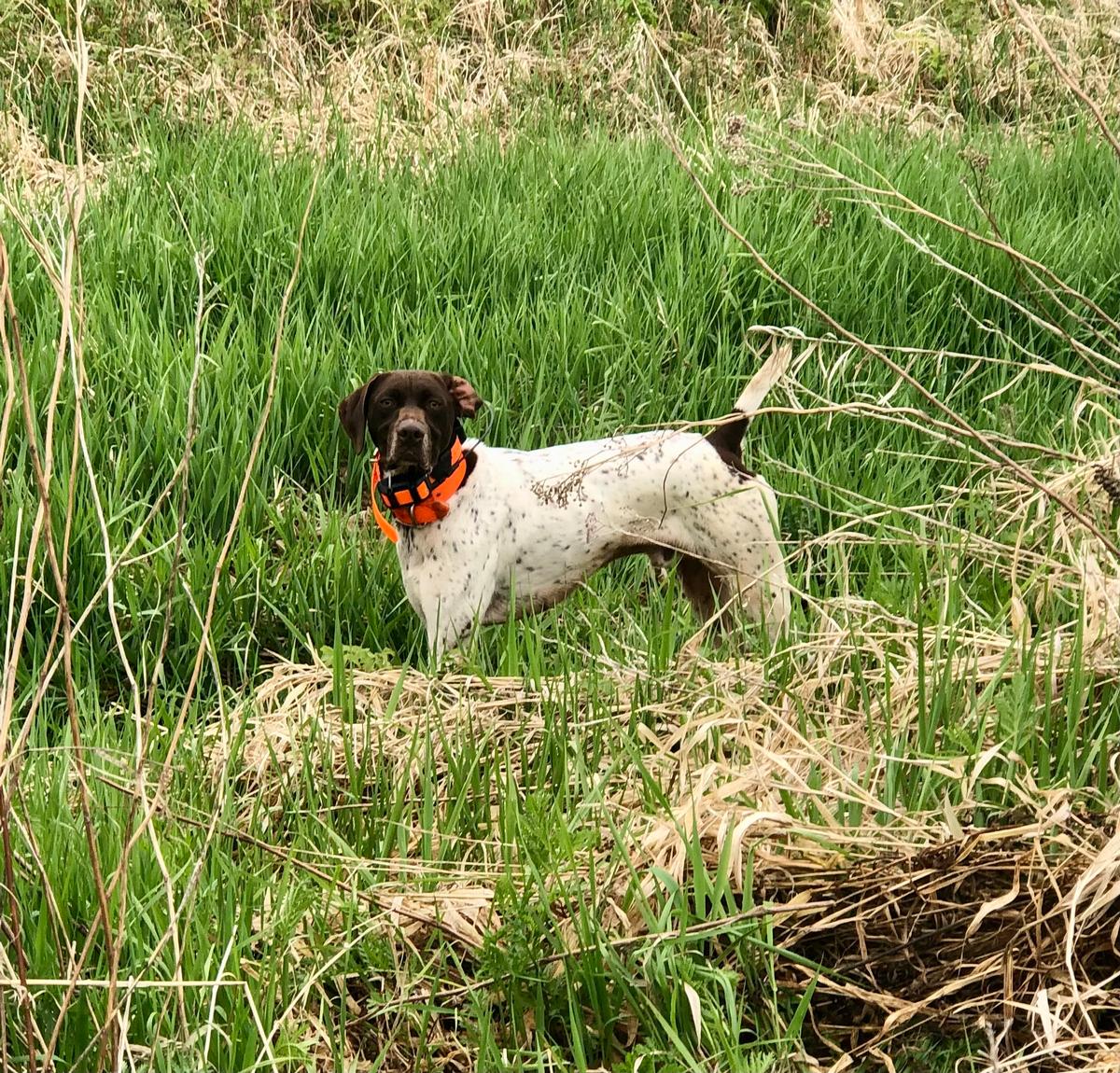 Ruff 